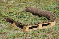 KNAUF INSULATION Urbanscape - Rozchodníkový zelený koberec